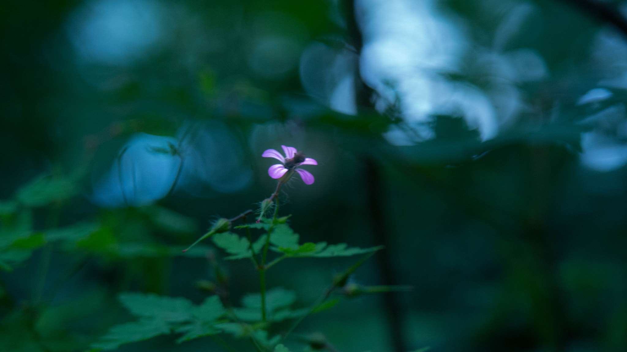 Samsung NX2000 + Samsung NX 50-200mm F4-5.6 ED OIS sample photo. Near lake photography