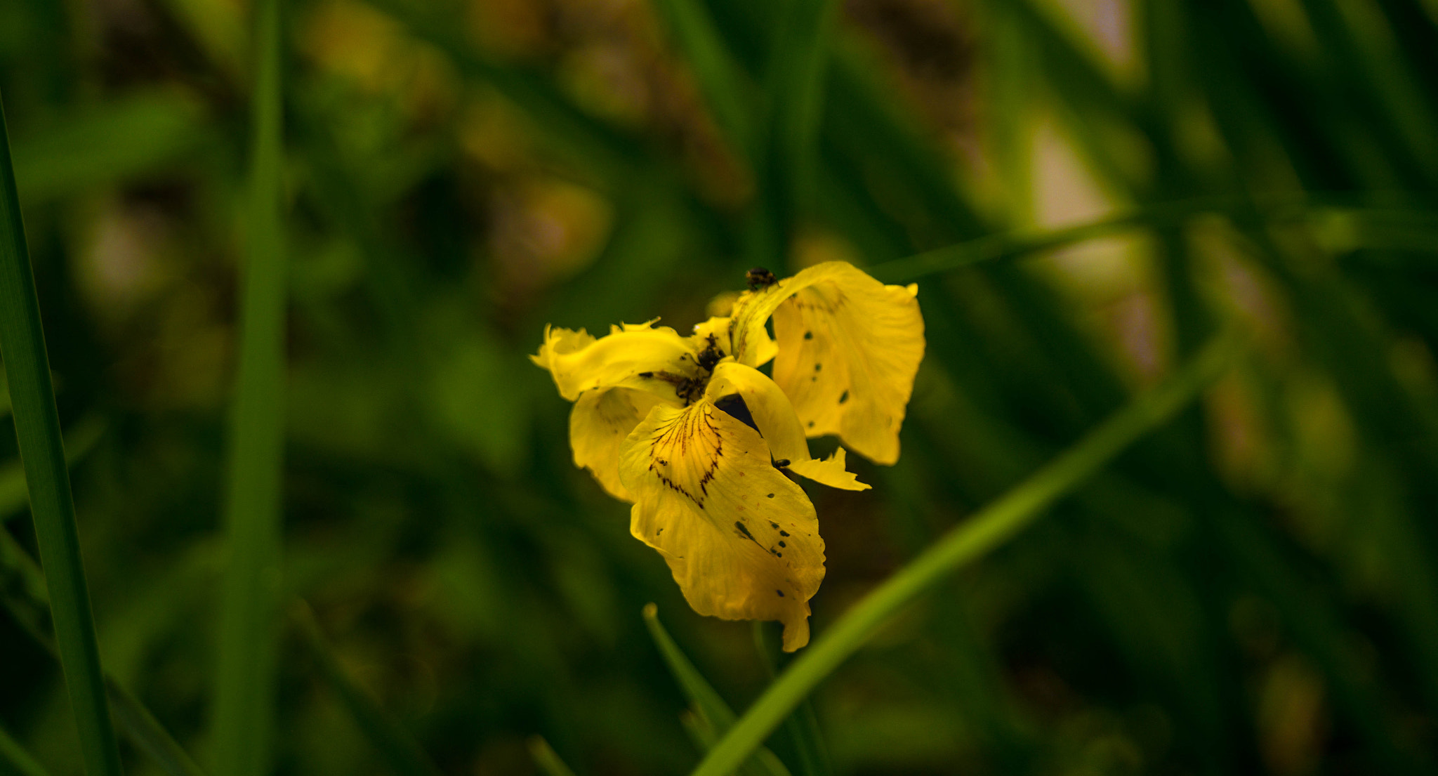 Samsung NX2000 + Samsung NX 50-200mm F4-5.6 ED OIS sample photo. Yellow in nature photography