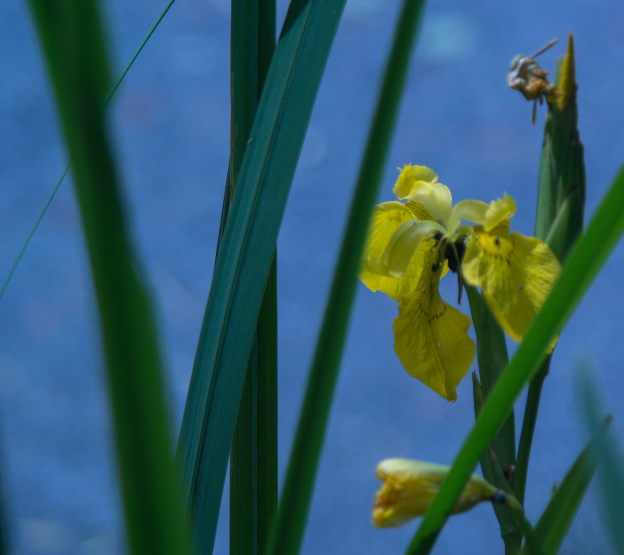 Samsung NX2000 + Samsung NX 50-200mm F4-5.6 ED OIS sample photo. Yellow water front photography