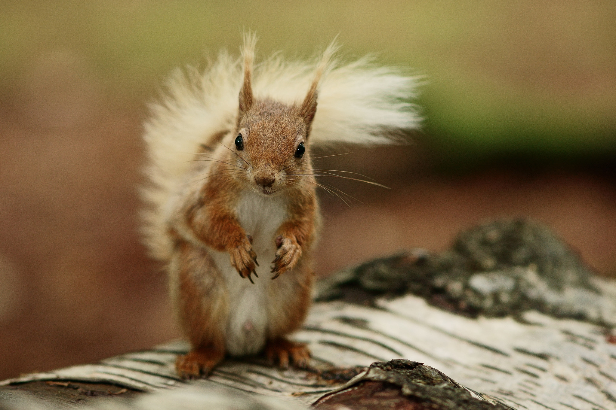 Sony Sonnar T* 135mm F1.8 ZA sample photo. Knowing how to pose photography