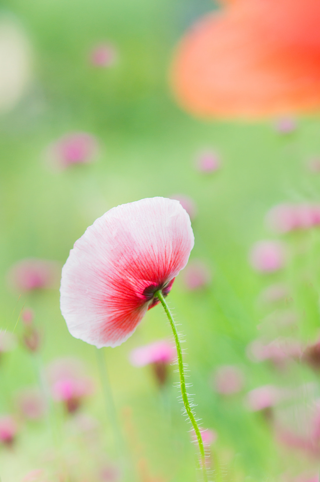 Sony Alpha DSLR-A550 + Sony 100mm F2.8 Macro sample photo. Dancing in the field photography