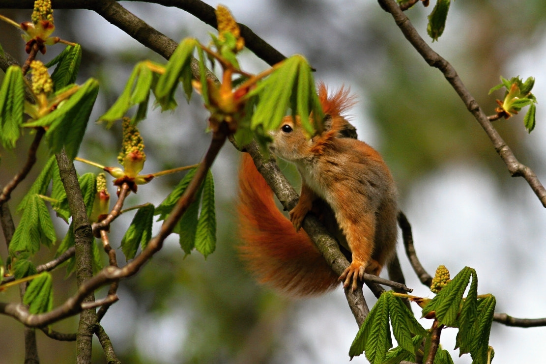 Canon EOS 7D + Canon EF 400mm F5.6L USM sample photo. Red squirrel photography