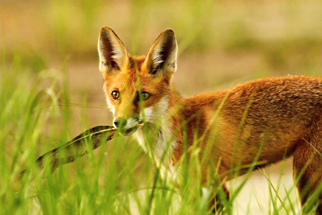 Canon EOS 7D + Canon EF 400mm F5.6L USM sample photo. Fox typist photography