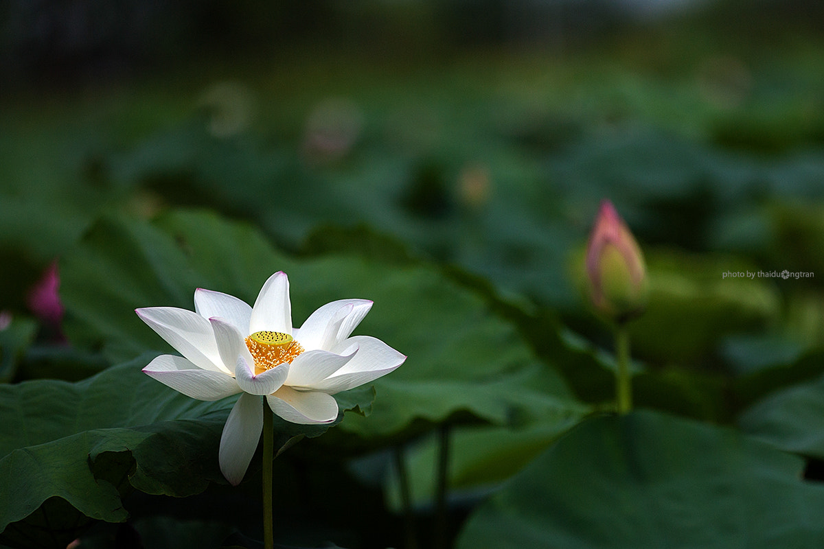 Canon EOS-1Ds Mark II + Canon EF 300mm F4L IS USM sample photo. White lotus photography