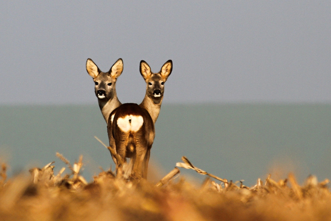 Canon EOS 7D + Canon EF 400mm F5.6L USM sample photo. Roe-deer photography