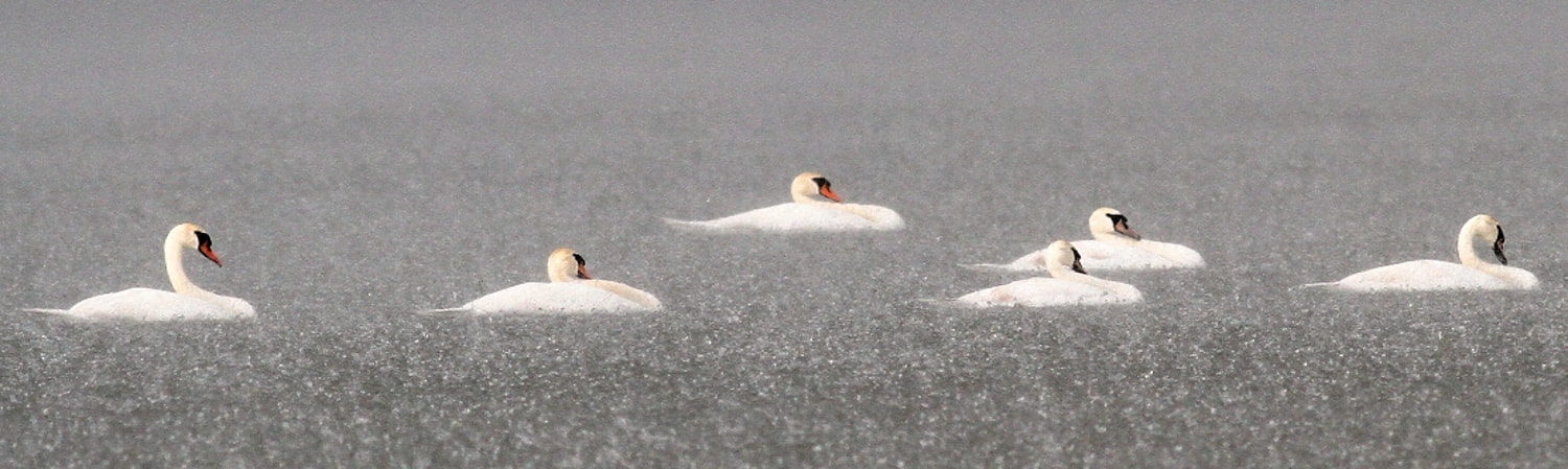 Canon EOS 7D + Canon EF 400mm F5.6L USM sample photo. Swans in hard rain photography