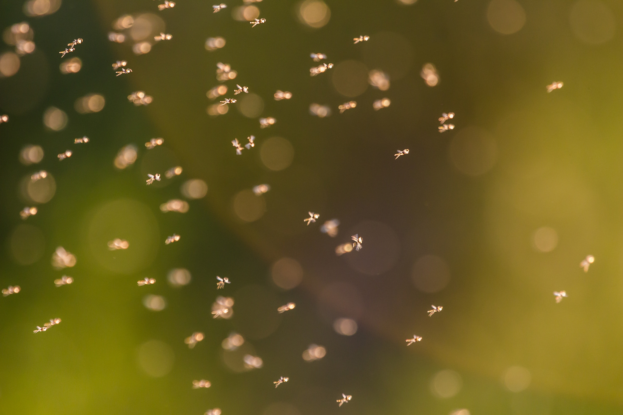 Canon EF 100-400mm F4.5-5.6L IS USM sample photo. Chironomidae photography