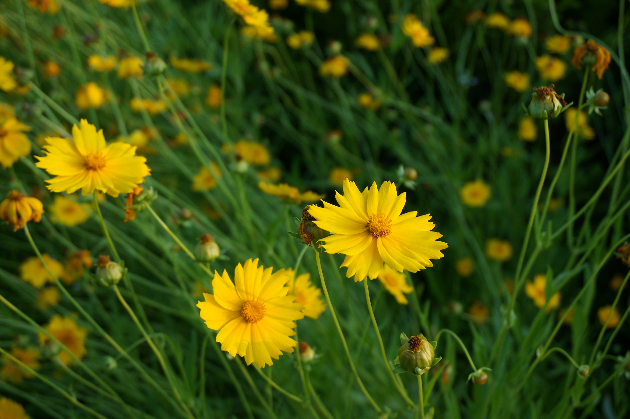 Sony Alpha NEX-5T + Sony E 18-50mm F4-5.6 sample photo. Way photography