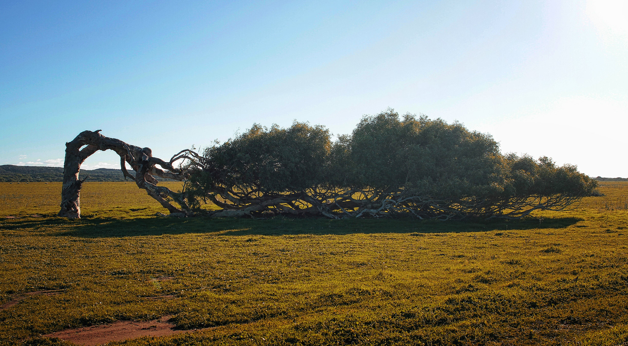 Canon EOS 7D + Sigma 24-70mm f/2.8 IF EX DG HSM sample photo. Wind tree, wa greenough photography