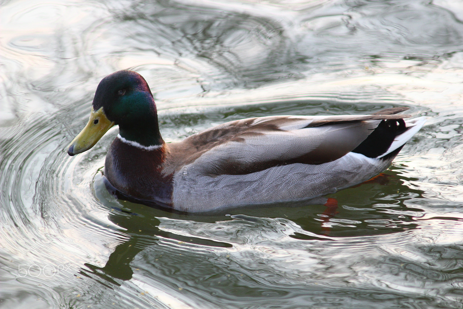 Canon EOS 550D (EOS Rebel T2i / EOS Kiss X4) + Canon EF 35-80mm f/4-5.6 sample photo. Same duck photography