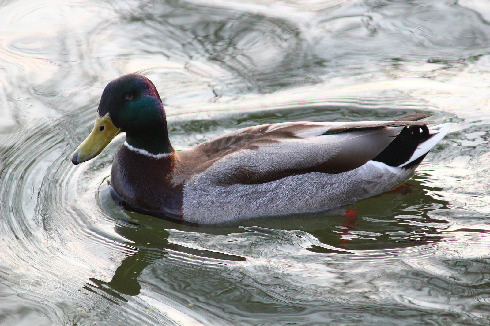 Canon EF 35-80mm f/4-5.6 sample photo. Same duck photography