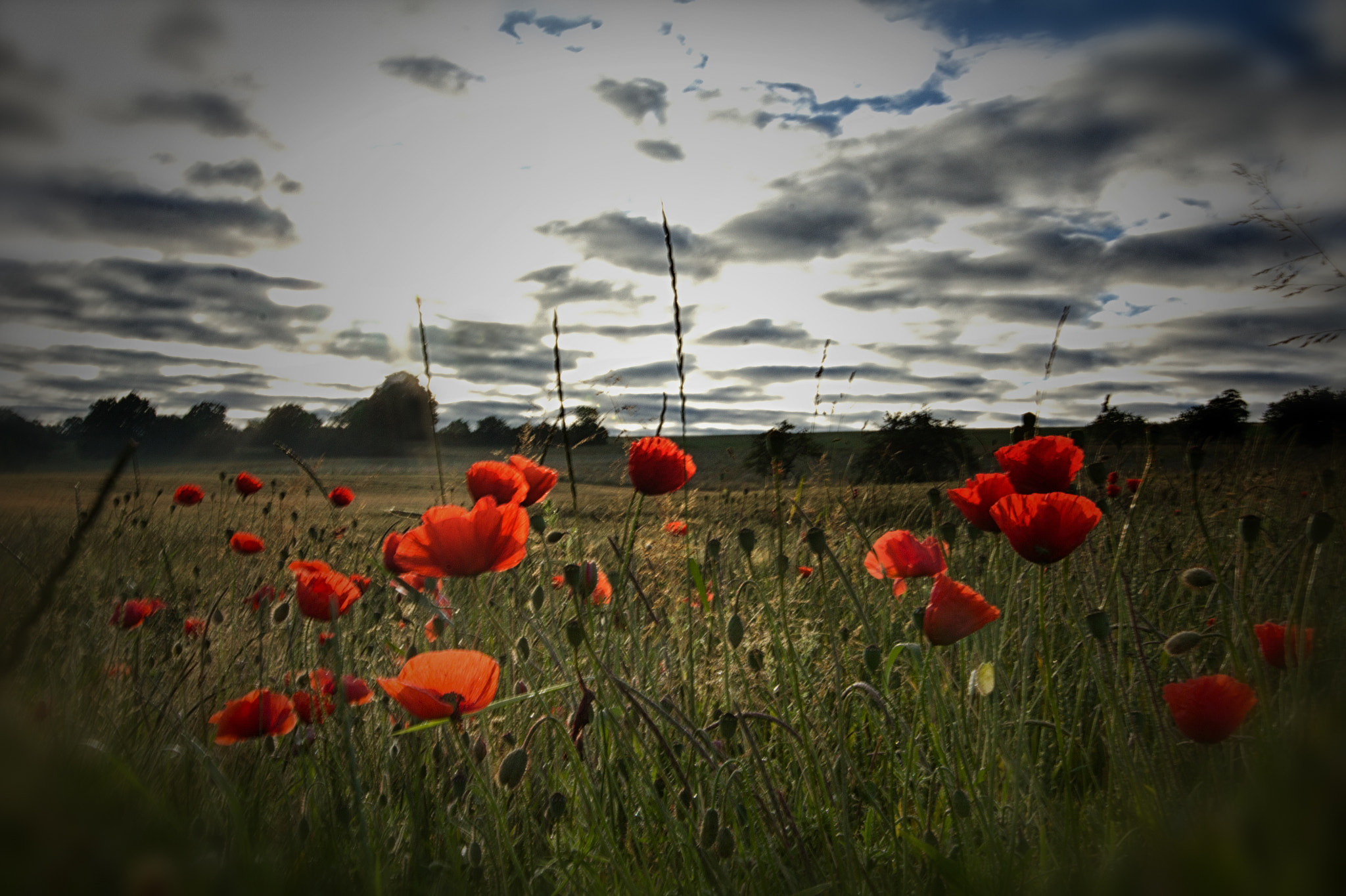 Sigma 12-24mm F4.5-5.6 II DG HSM sample photo. Coquelicot photography
