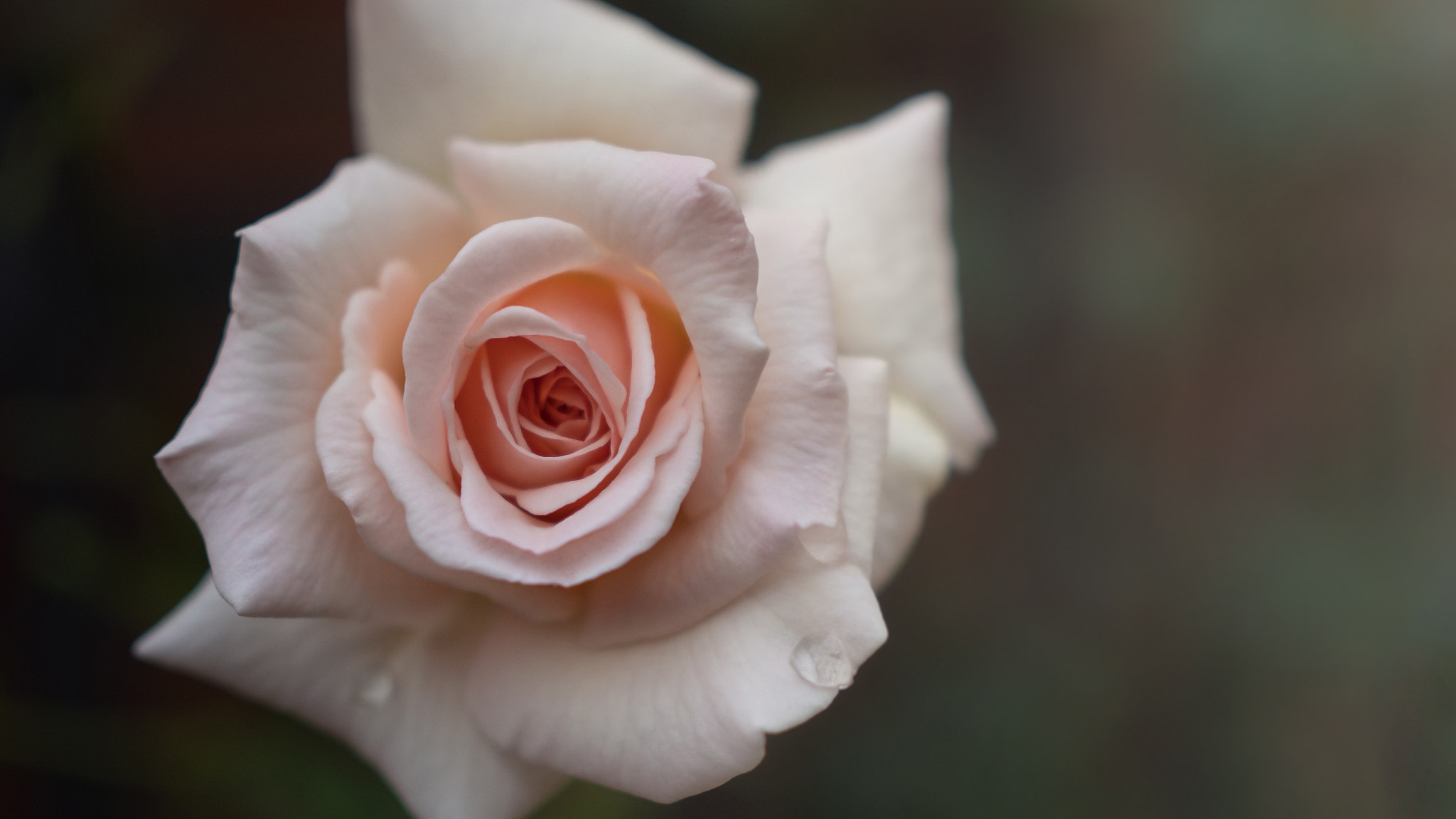 Panasonic Lumix DMC-GX8 + Olympus M.Zuiko Digital 25mm F1.8 sample photo. Rose photography