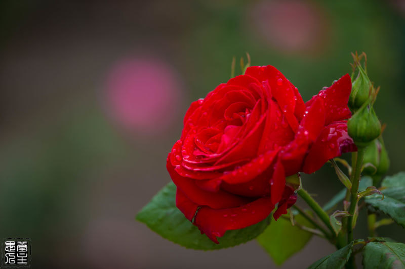 Canon EF 180mm F3.5L Macro USM sample photo