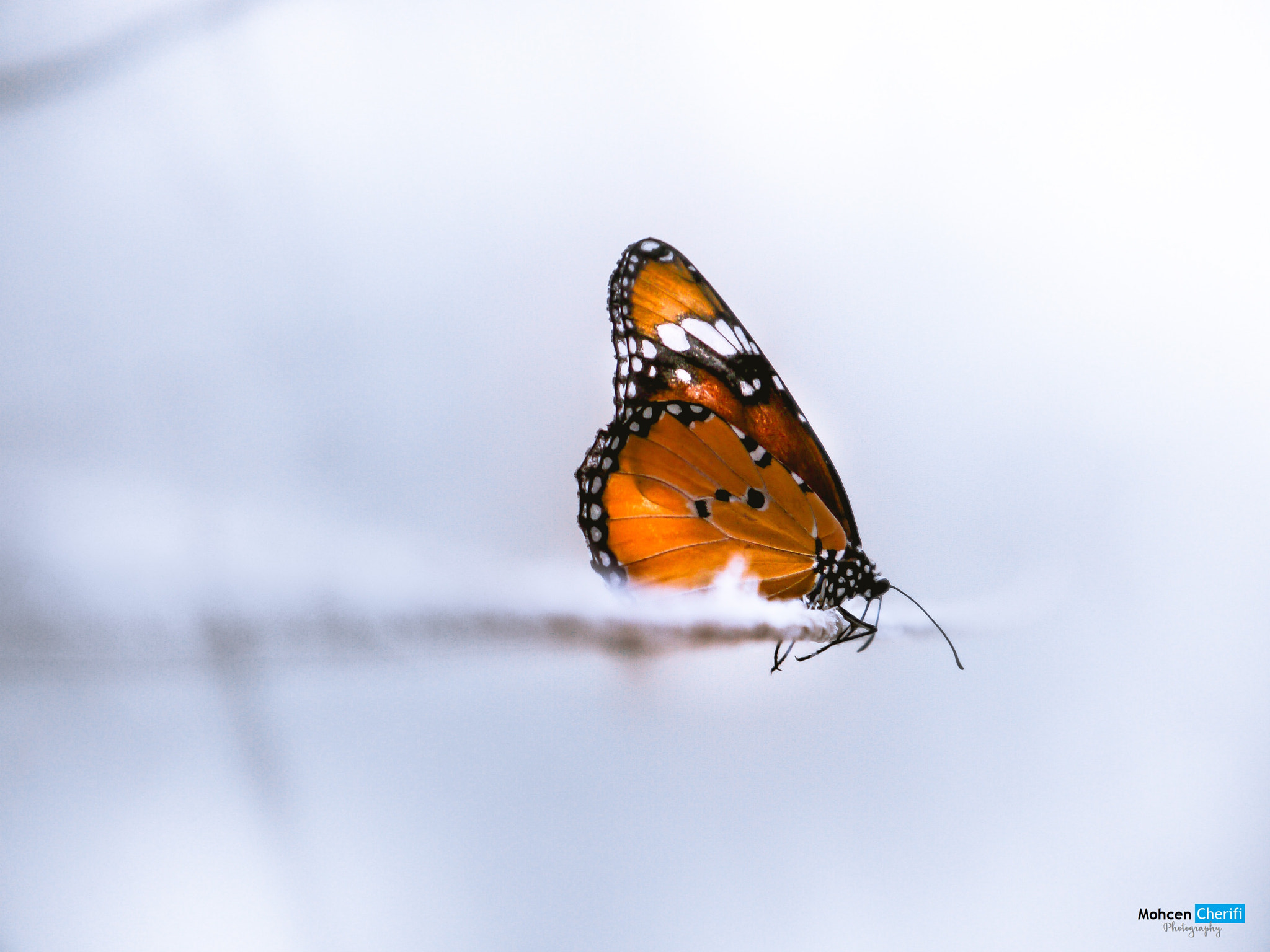 Panasonic Lumix DMC-G5 sample photo. Butterfly photography