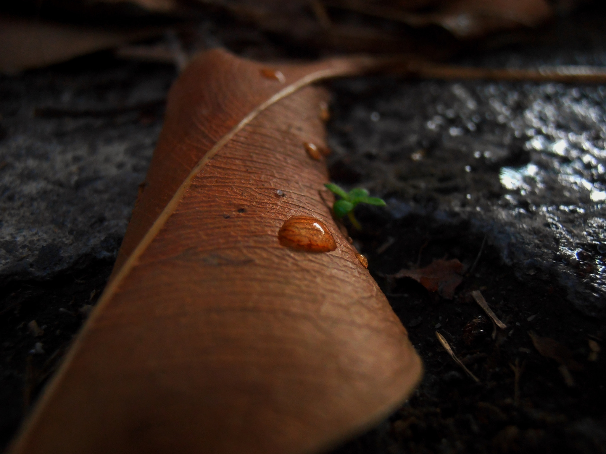 Olympus VR320,D725 sample photo. Follow me please photography