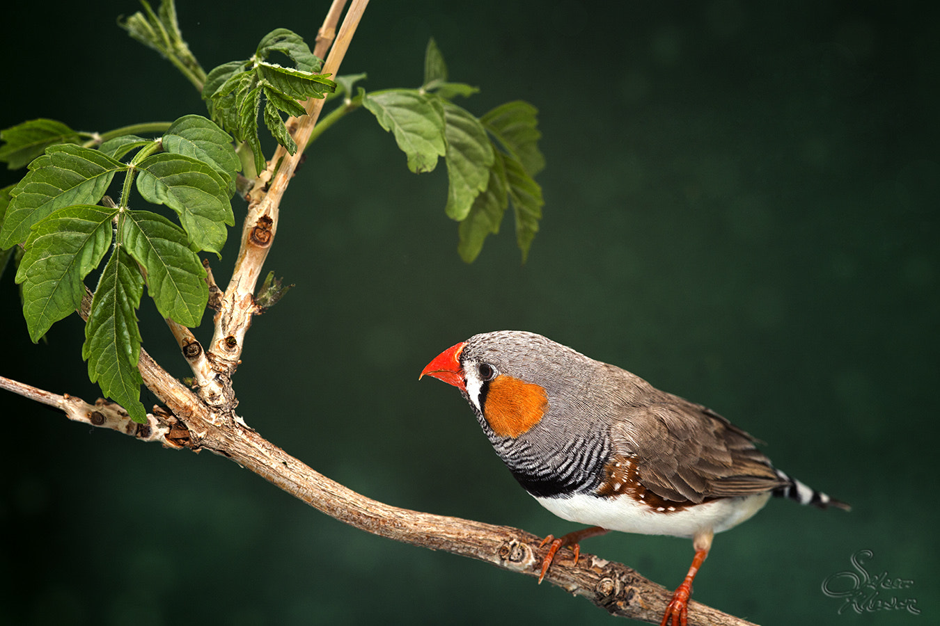 Canon EOS 6D + Sigma 105mm F2.8 EX DG Macro sample photo. Zebra finch photography