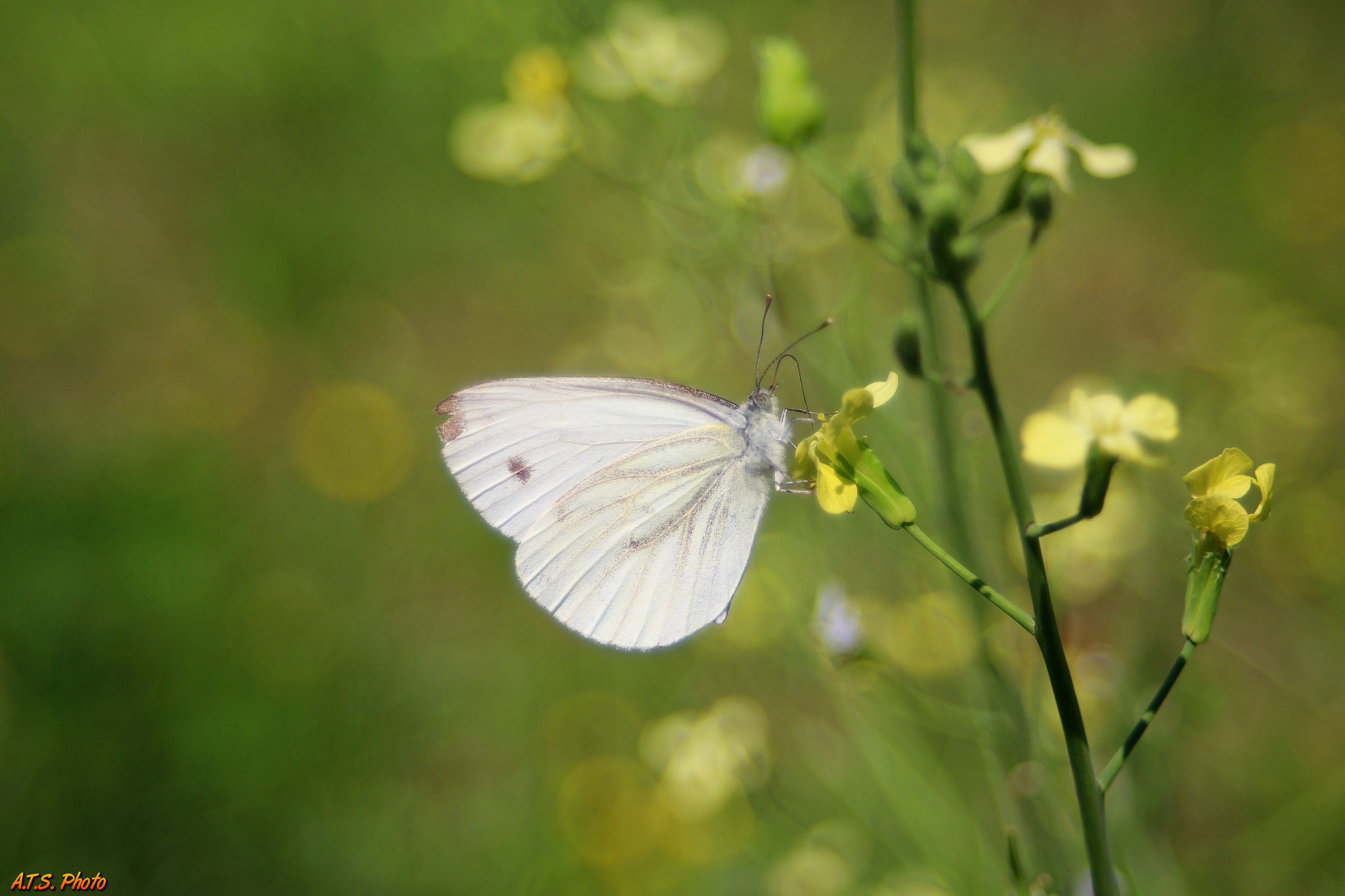 Canon EF 28-70mm f/3.5-4.5 sample photo. Butterfly photography