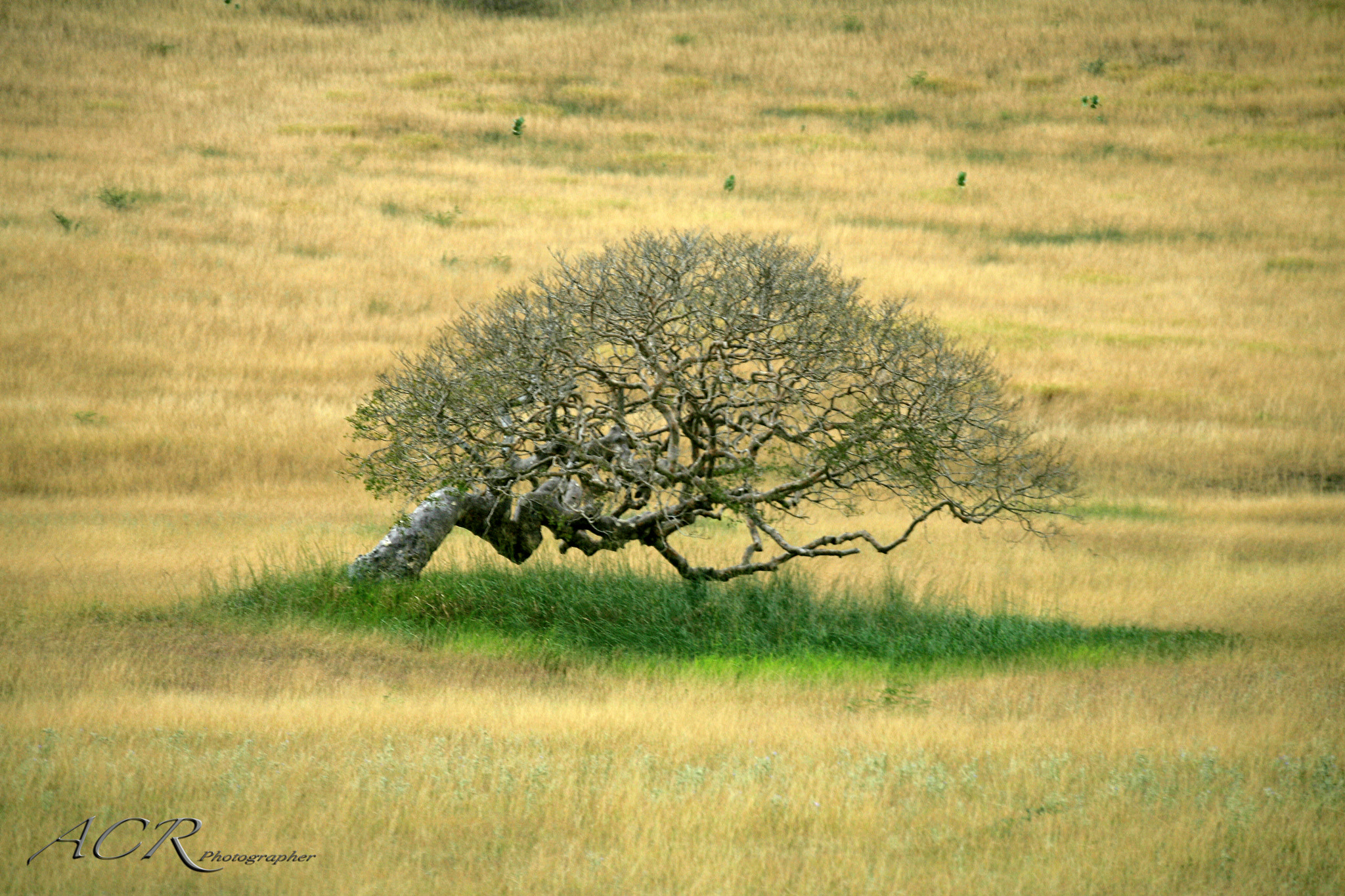 Canon EOS-1D Mark II N sample photo. Tree of sorrow photography