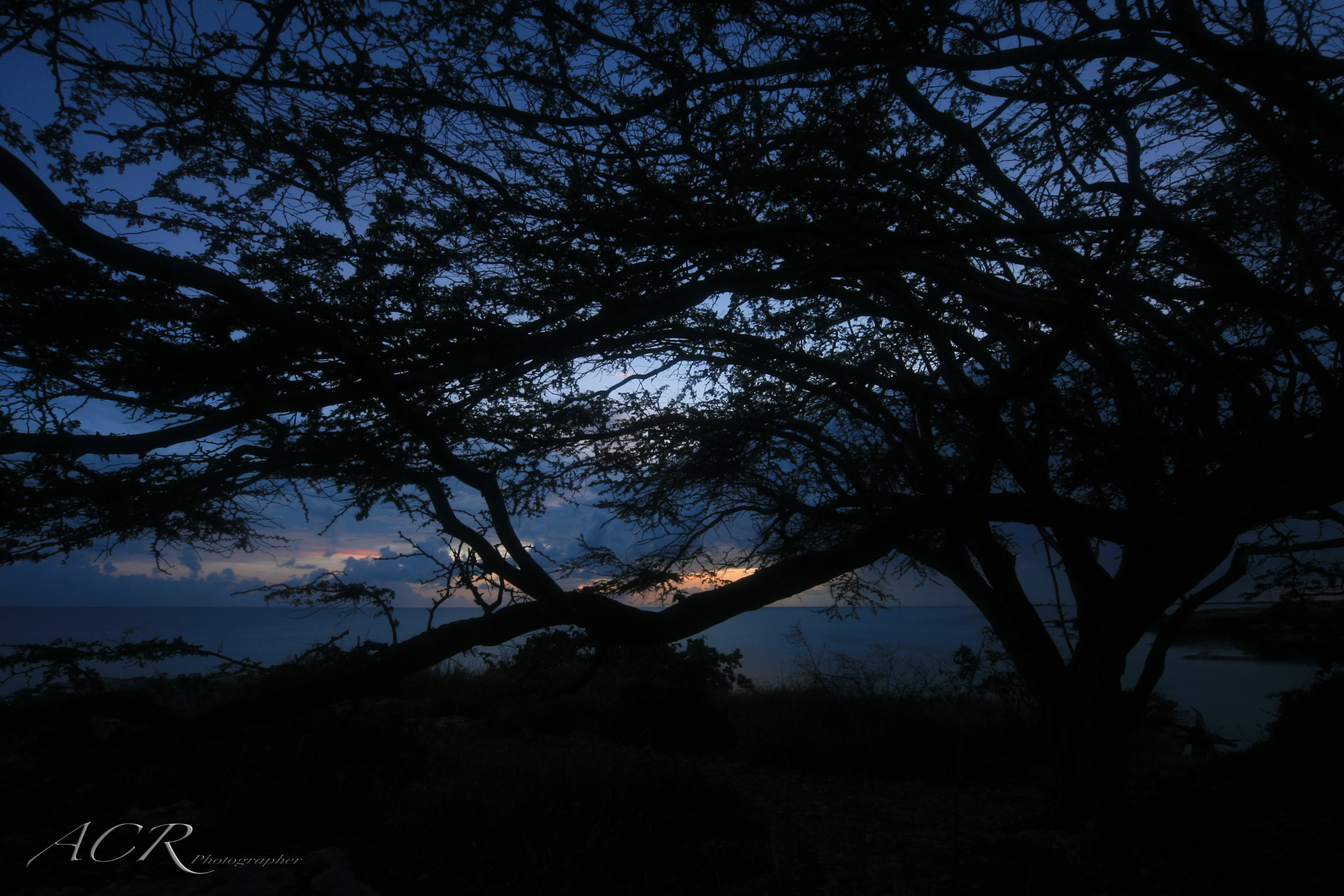 Canon EOS-1D Mark II N sample photo. The tree & the sea photography