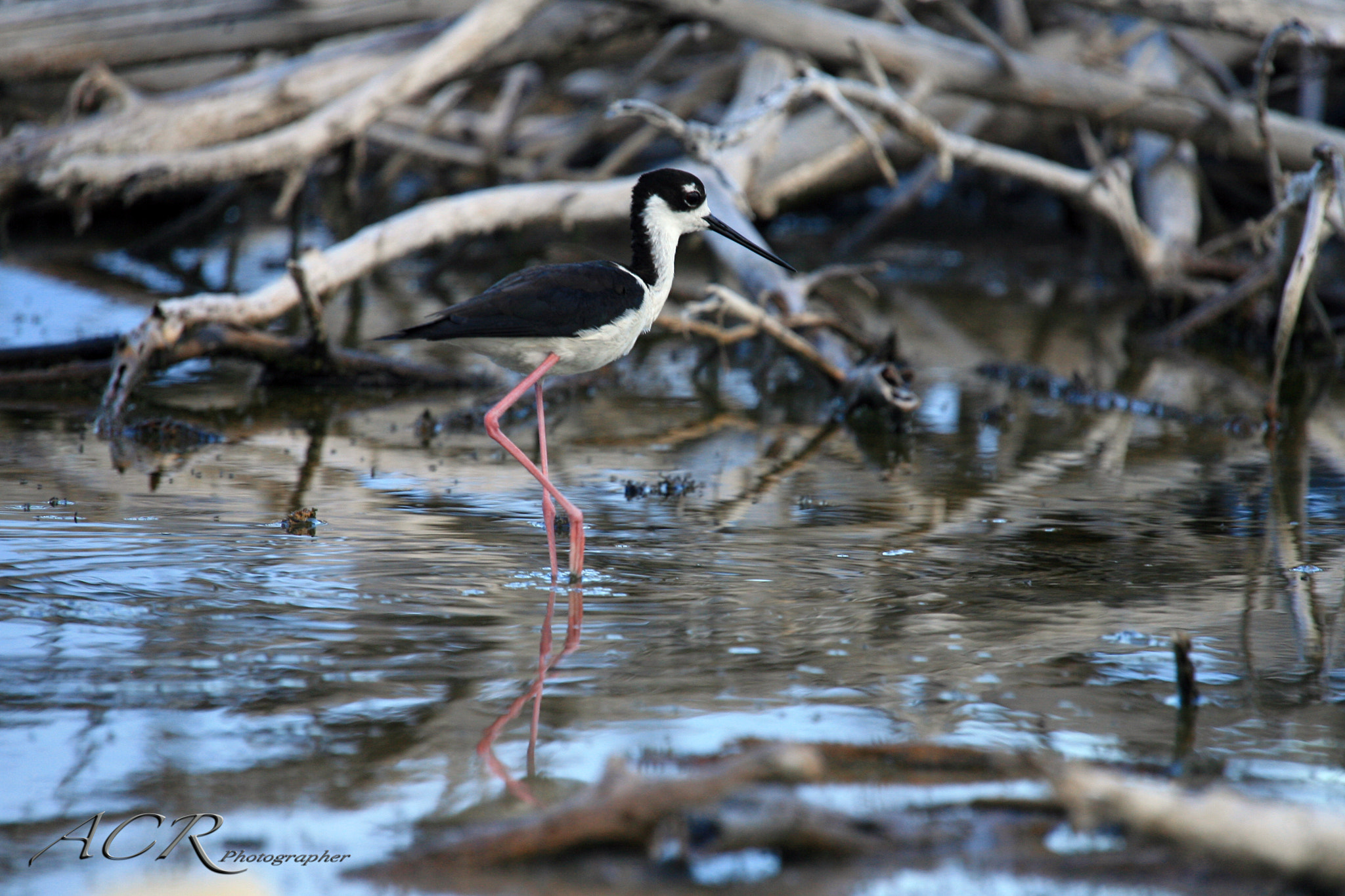 Sigma 50-500mm f/4-6.3 APO HSM EX sample photo. Black necked stilt / viuda photography