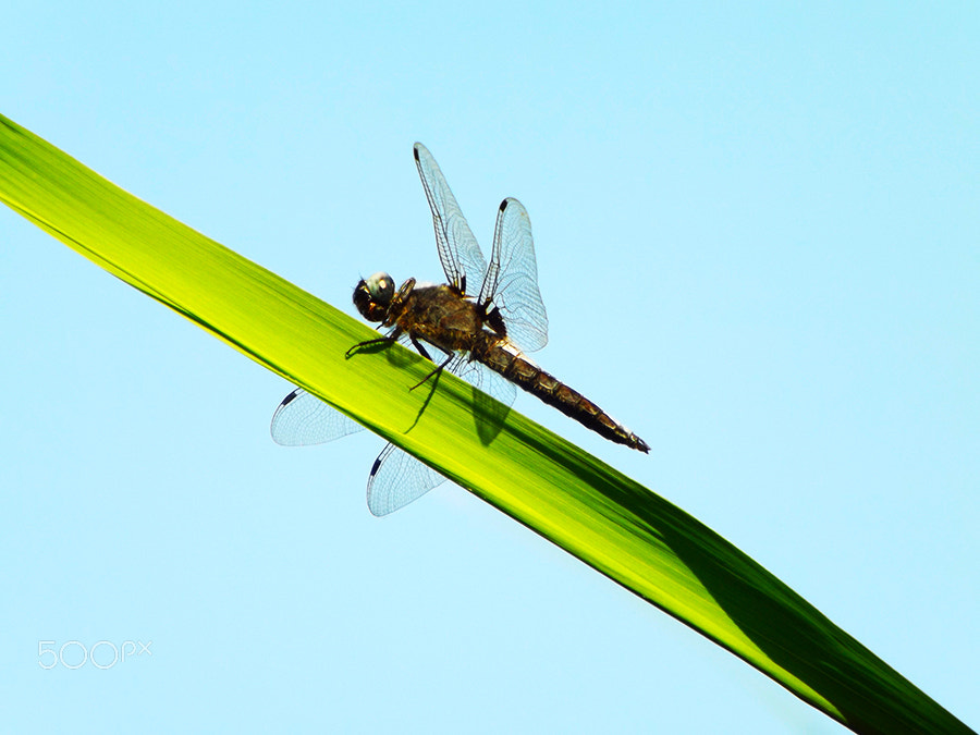 Fujifilm FinePix SL240 sample photo. Dragonfly on background of the sky photography