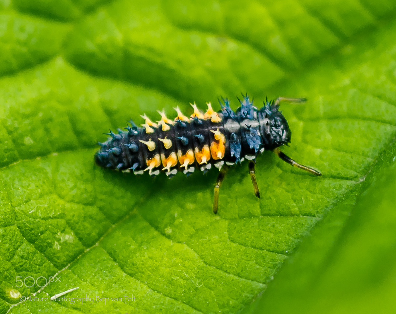 Nikon D7000 + Sigma 50mm F2.8 EX DG Macro sample photo. Larva of lady bug photography