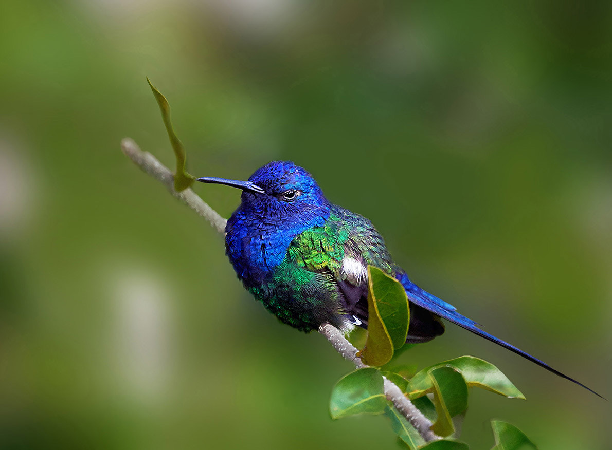 Sony 500mm F8 Reflex sample photo. Relaxing photography