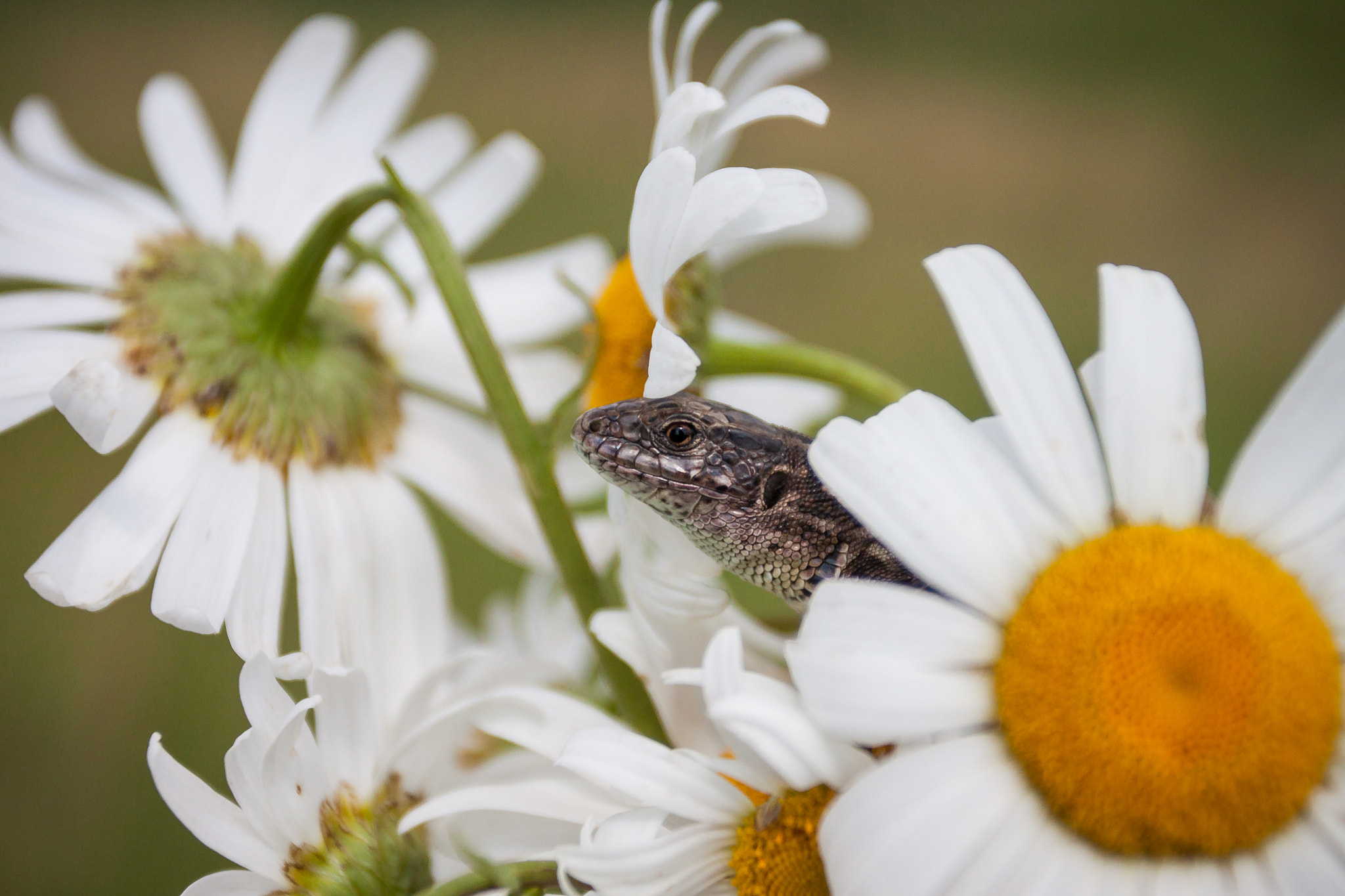 Canon EOS 500D (EOS Rebel T1i / EOS Kiss X3) + Canon EF 17-40mm F4L USM sample photo. Lizard in chamomile photography