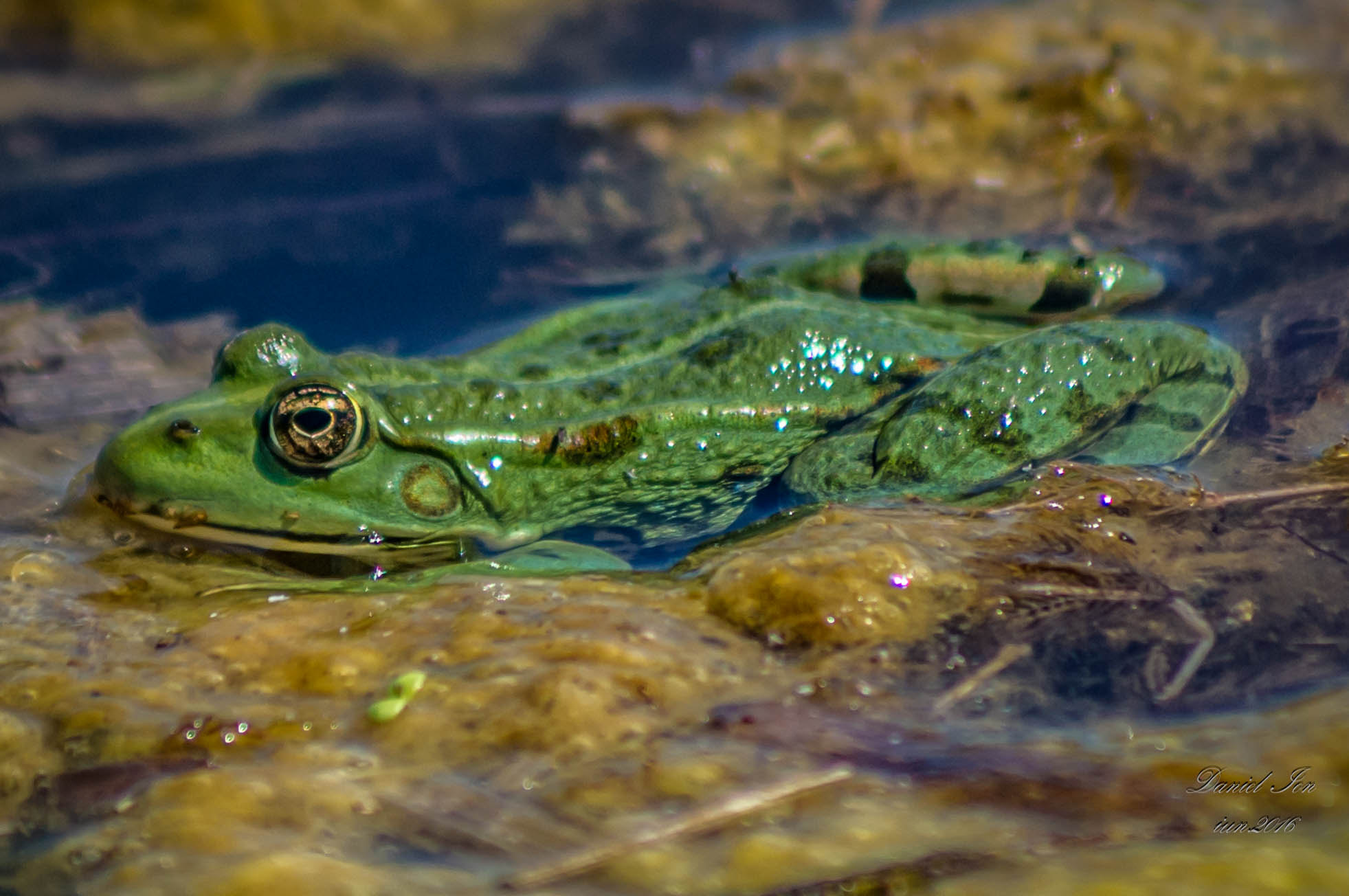 Pentax K-x sample photo. Frog photography