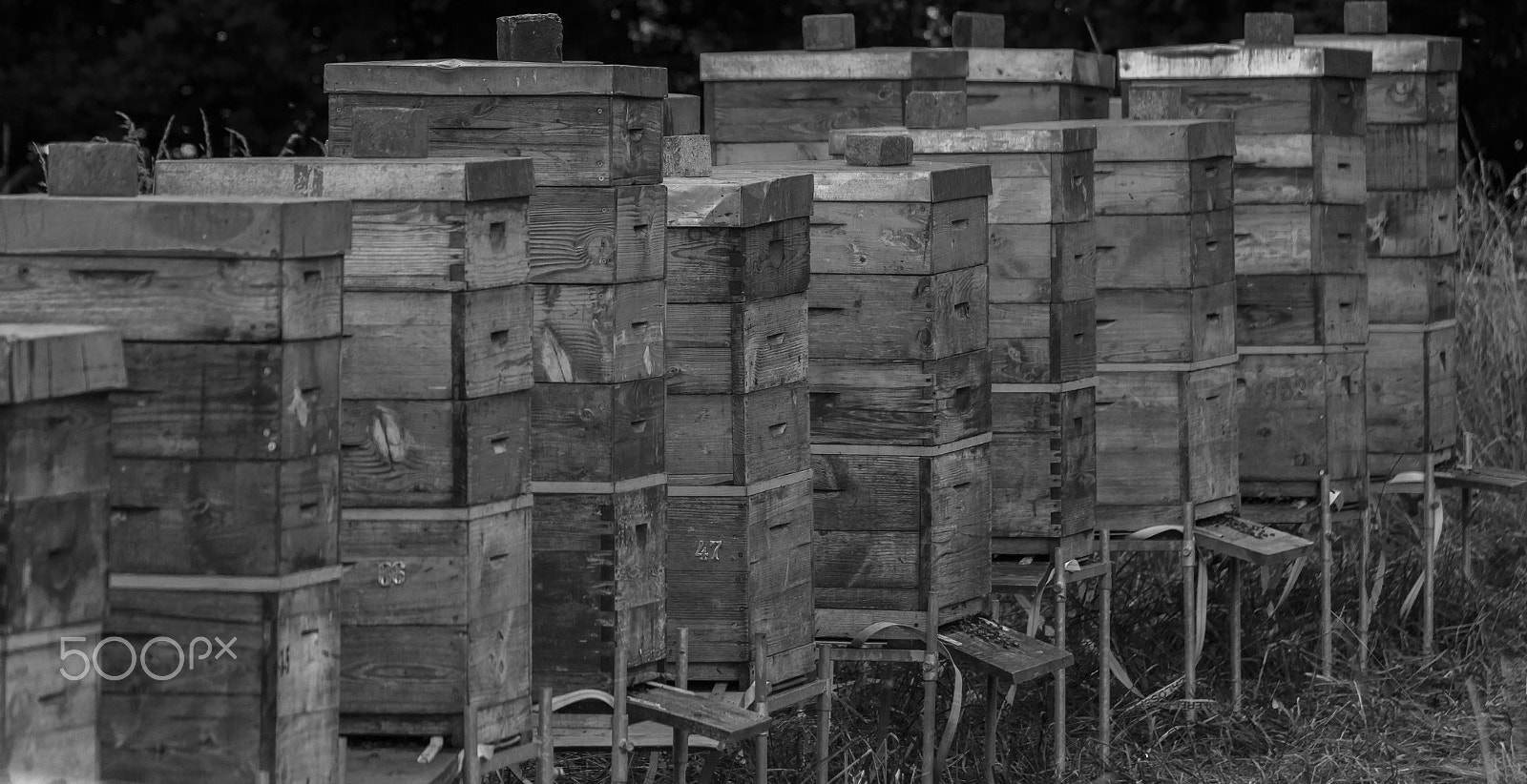 Tamron SP 35mm F1.8 Di VC USD sample photo. Bees hotel photography