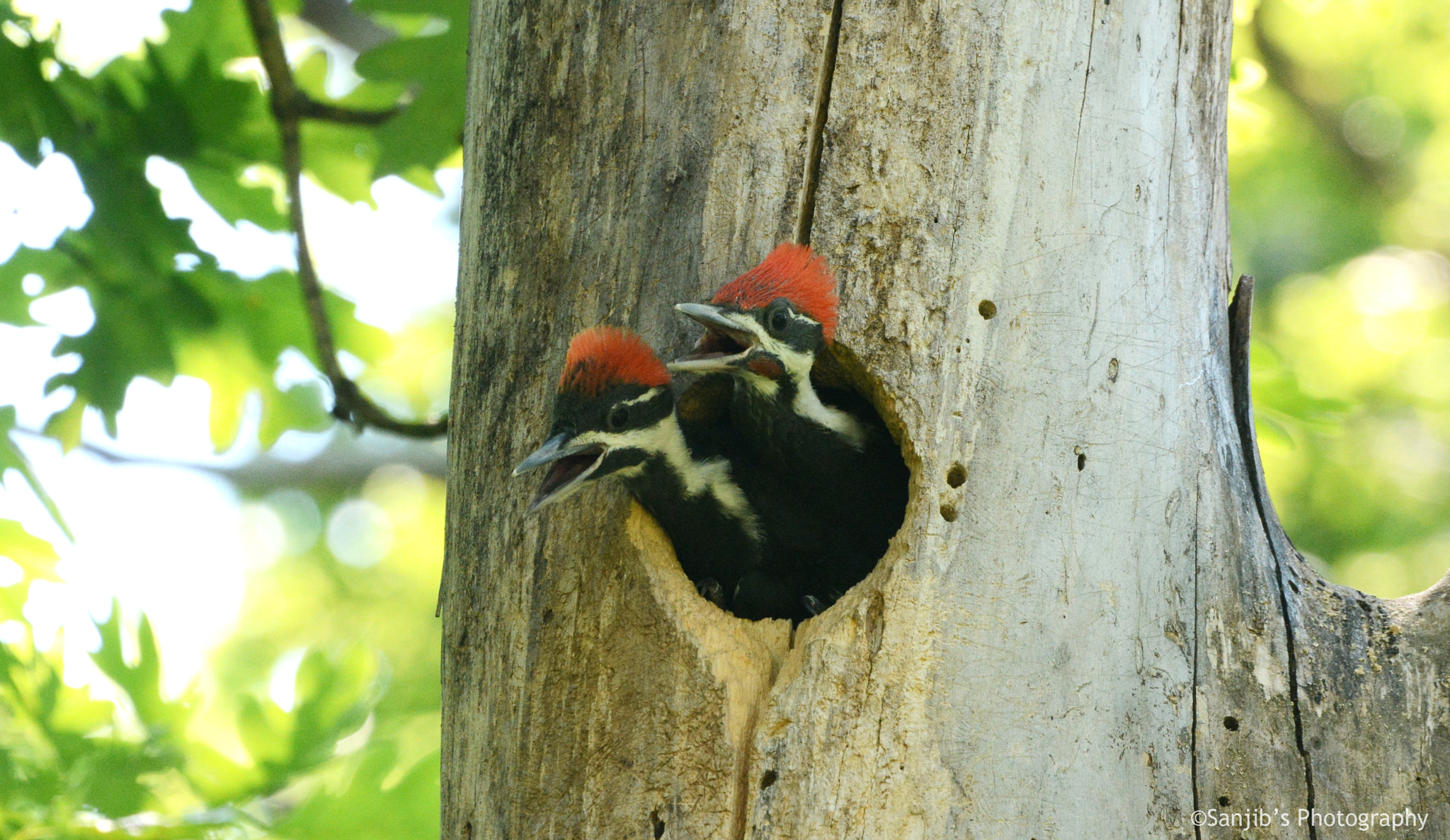 Nikon AF-S Nikkor 200-400mm F4G ED-IF VR sample photo. Baby woodpecker photography