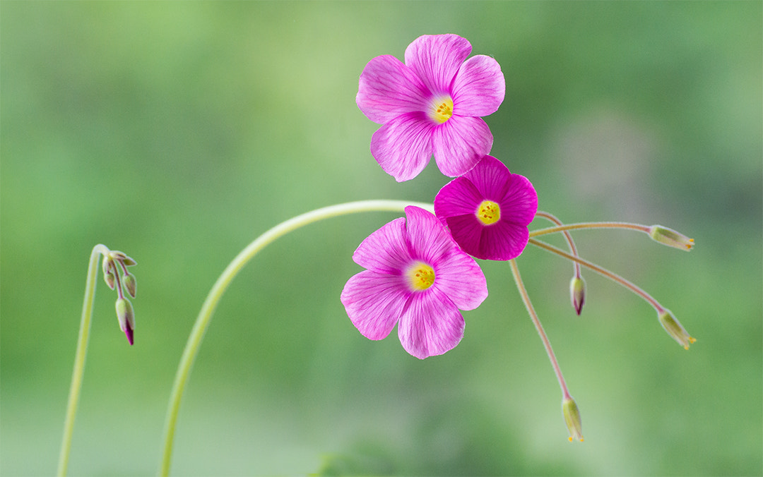 Nikon 1 Nikkor VR 70-300mm F4.5-5.6 sample photo. Bowie's wood sorrel photography