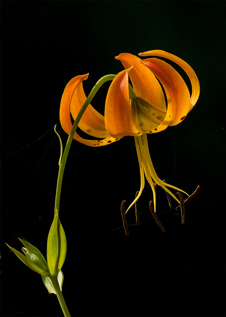 Nikon 1 V2 sample photo. Turk's cap lilly photography