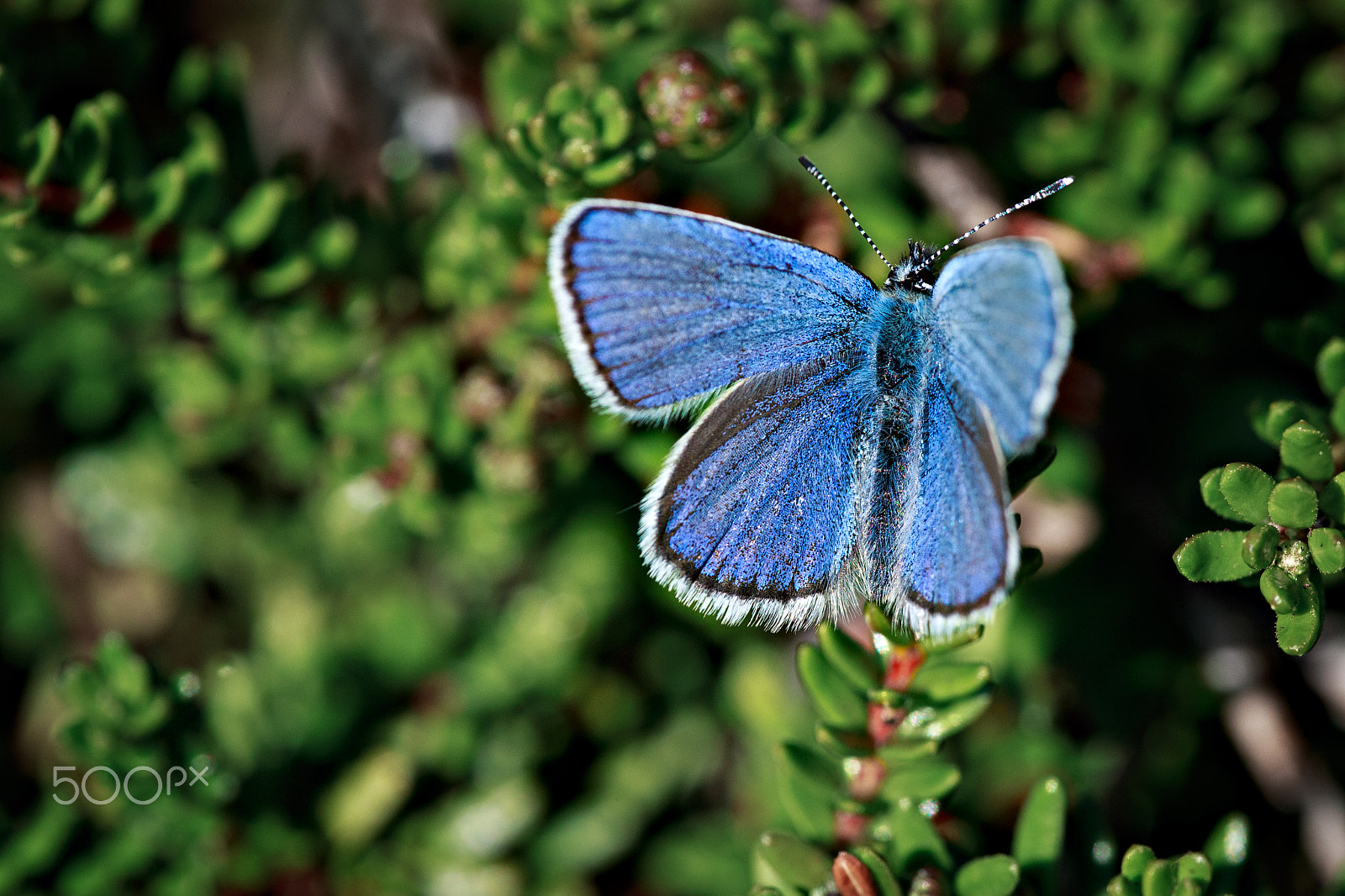 Canon EF 180mm F3.5L Macro USM sample photo. Plebejus argus photography