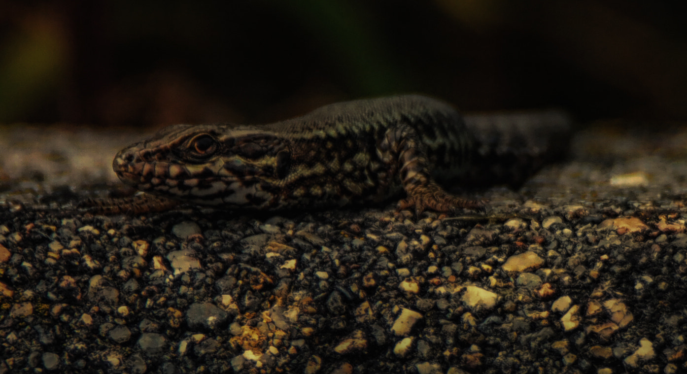 Samsung NX500 + NX 50-200mm F4-5.6 sample photo. Lizard  by night photography