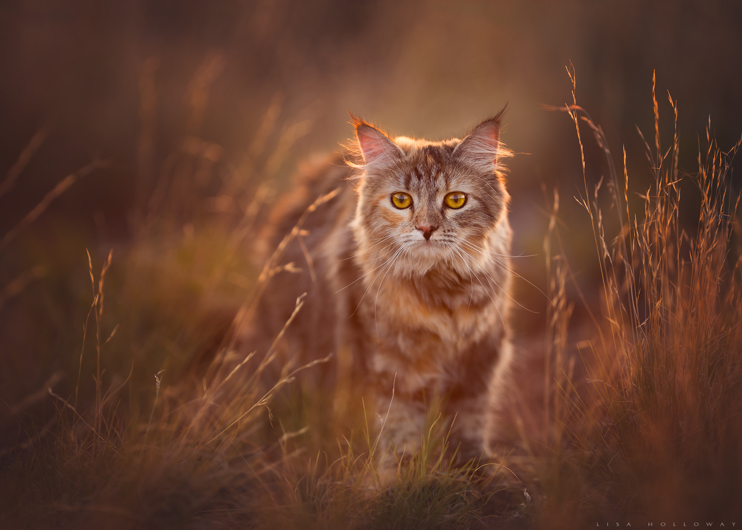 Dennis the Great by Lisa Holloway / 500px