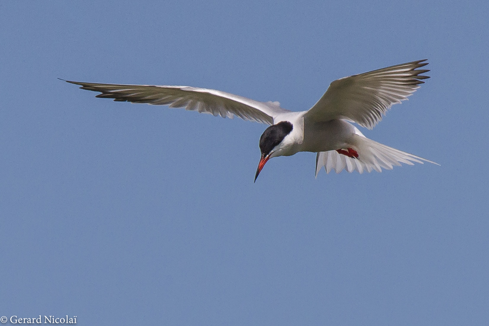 Canon EF 300mm F2.8L IS USM sample photo. Looking for food common stern photography