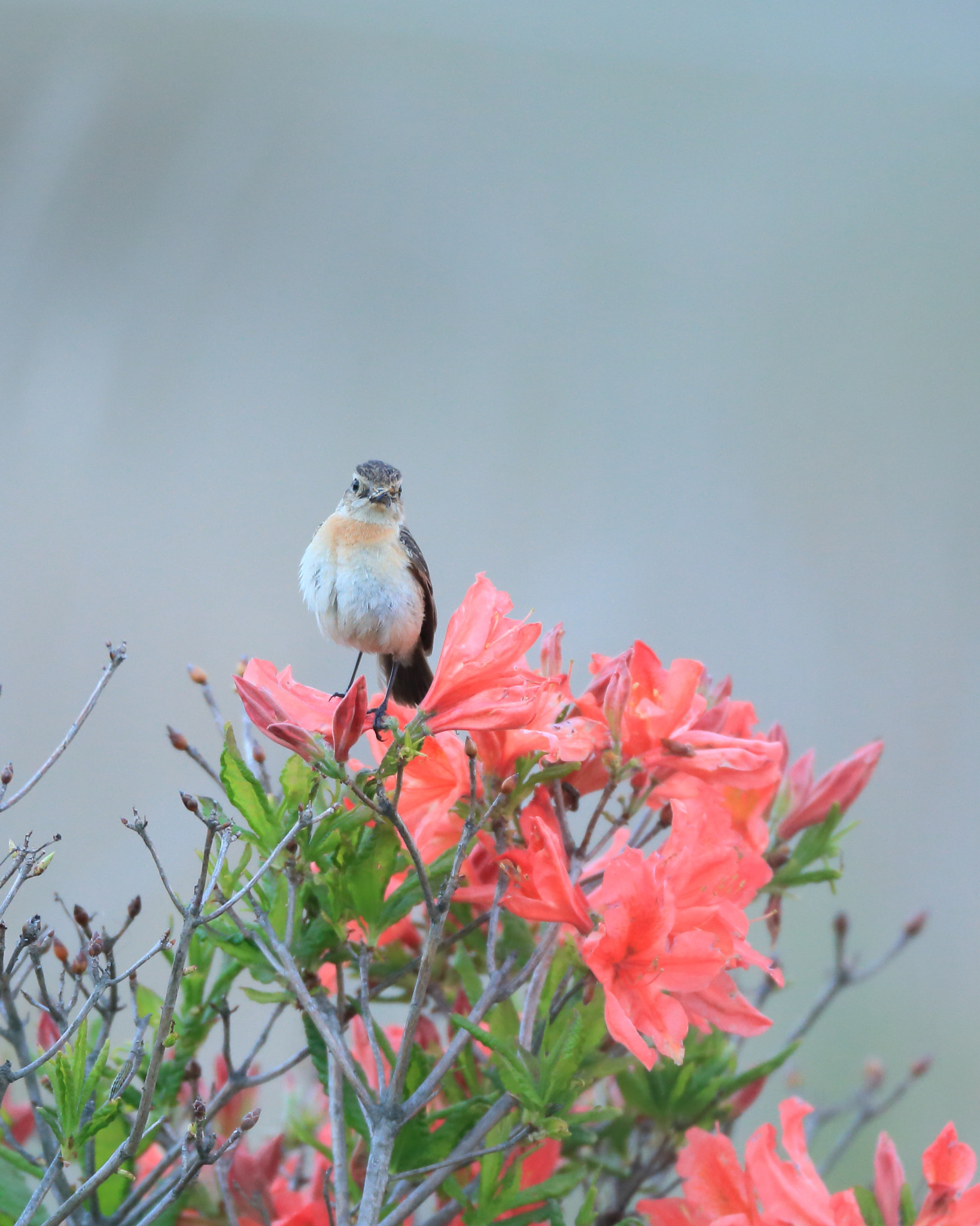 Canon EF 800mm F5.6L IS USM sample photo. ノビタキ 花に− photography