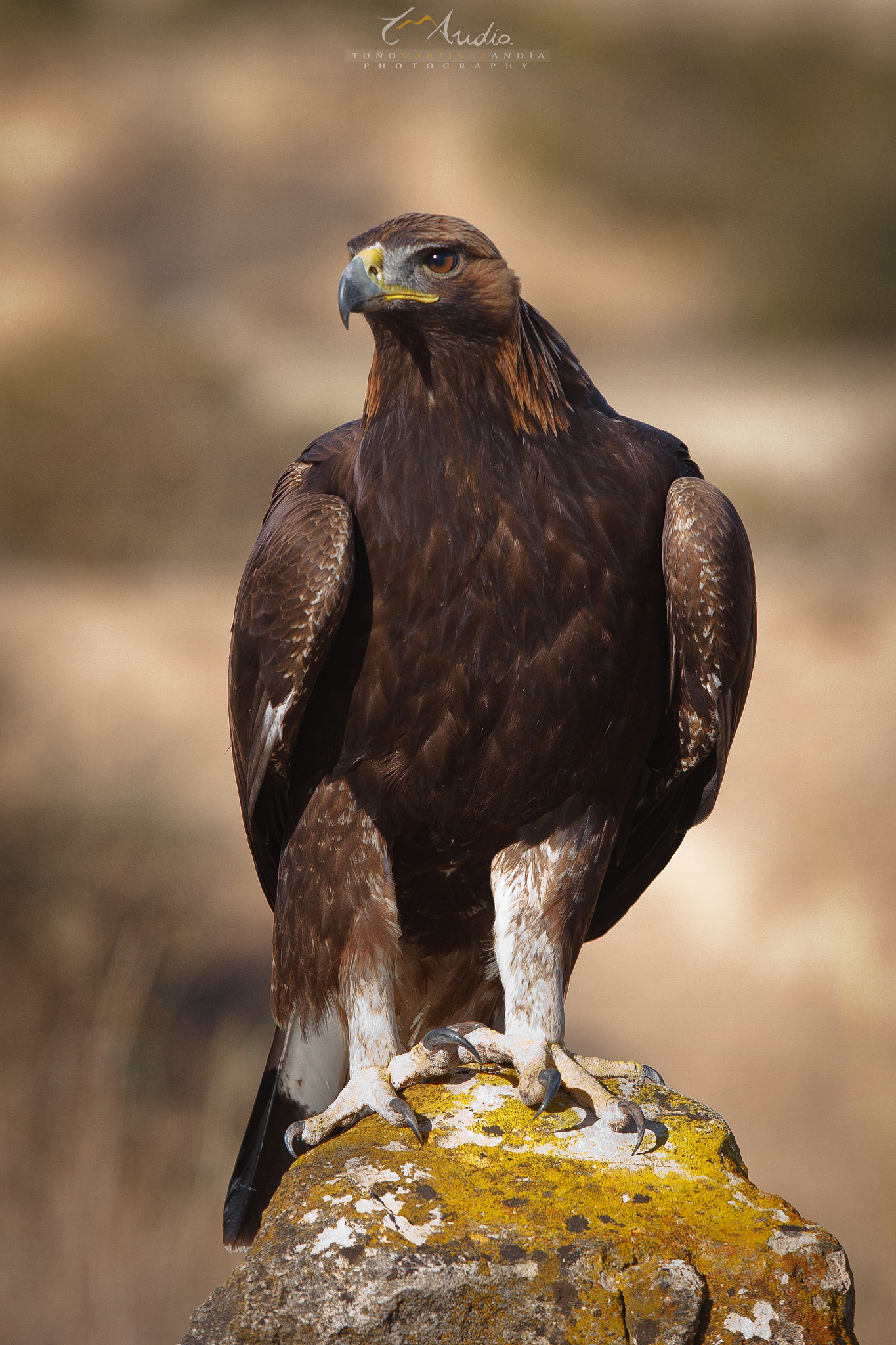Canon EOS 40D + Canon EF 300mm F2.8L IS USM sample photo. Queen photography