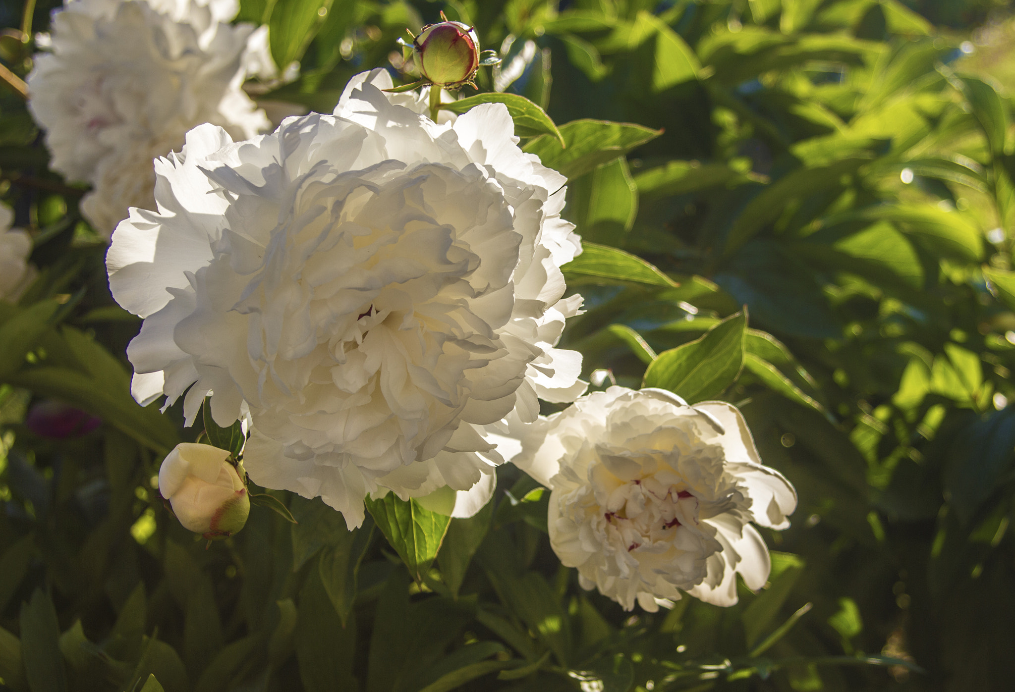 Canon EF 24-85mm F3.5-4.5 USM sample photo. The flower photography