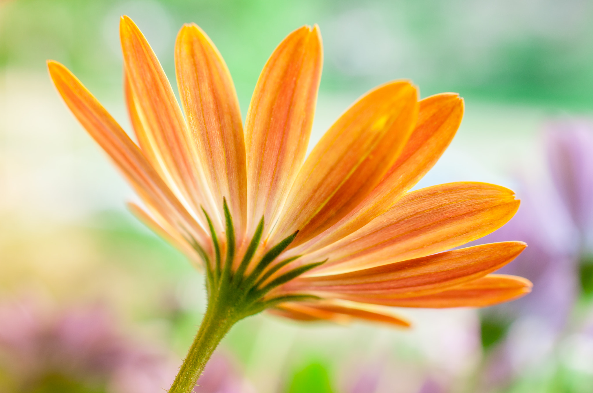 Nikon AF-S DX Micro Nikkor 40mm F2.8 sample photo. My favorite color daisy photography