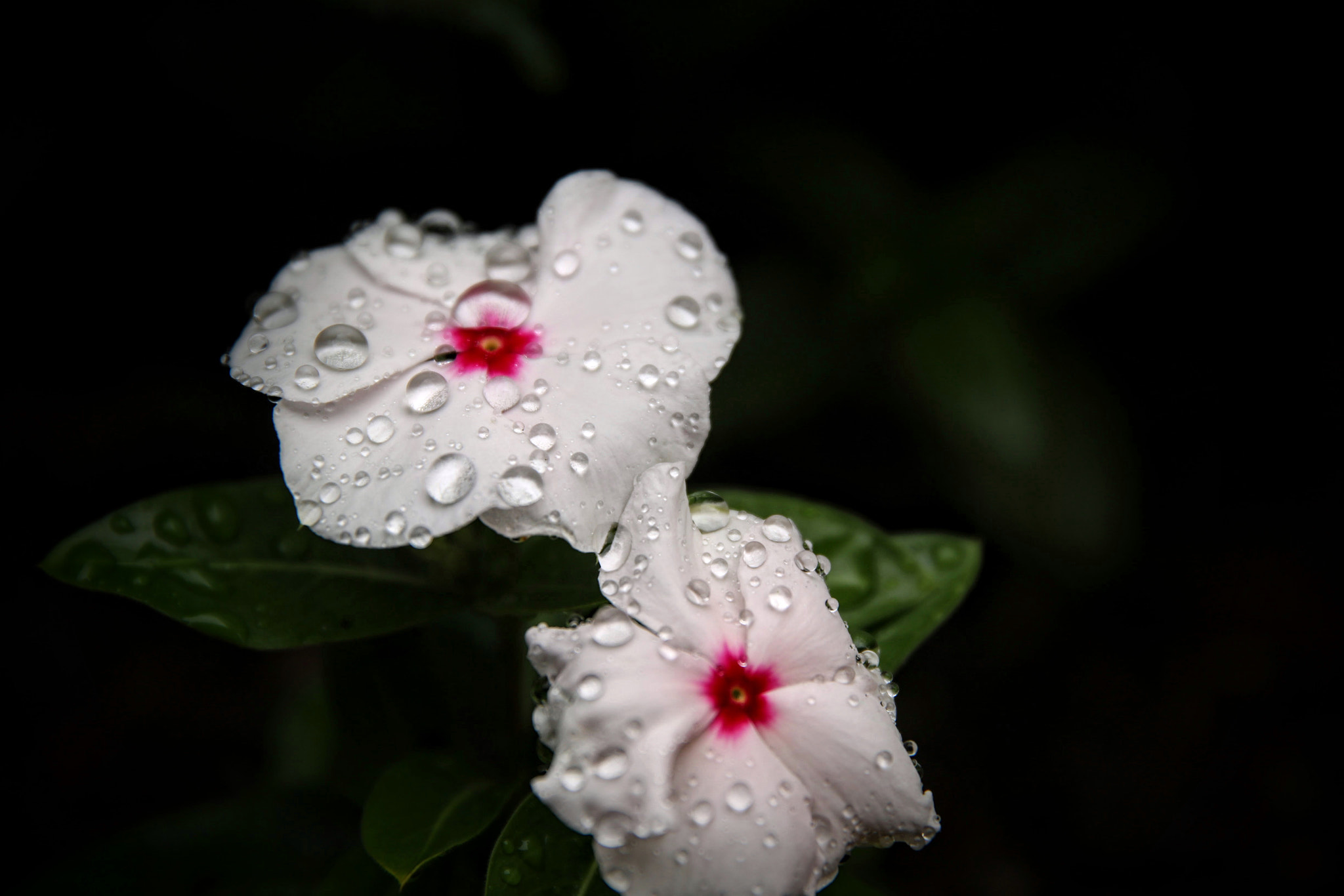 Canon EOS 760D (EOS Rebel T6s / EOS 8000D) sample photo. Vinca (periwinkle) photography