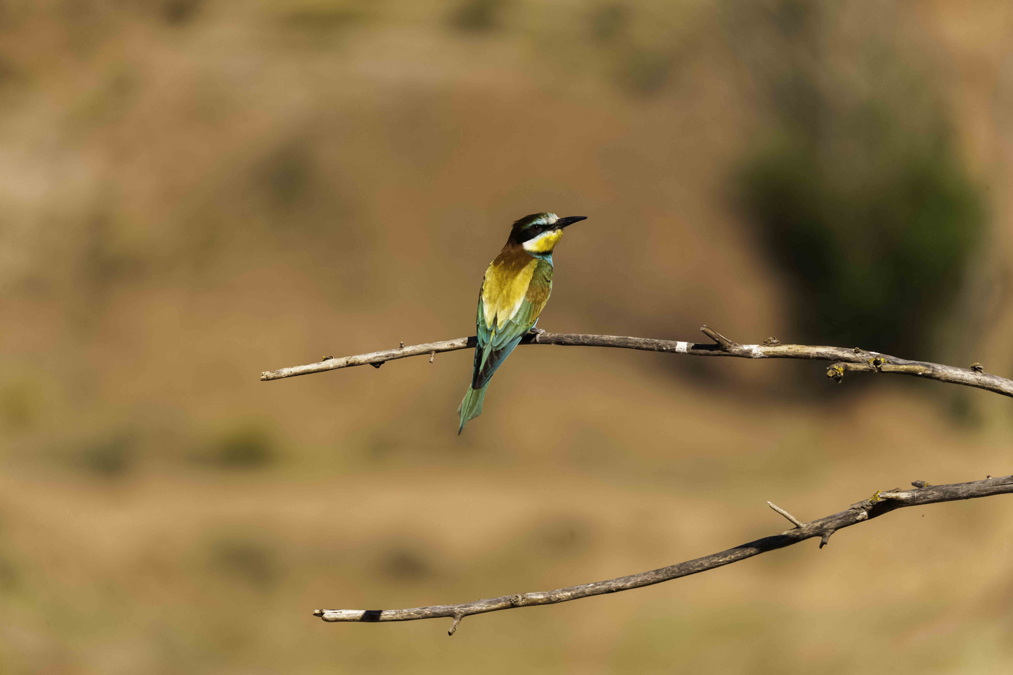 Canon EOS-1Ds Mark III + Sigma 150-500mm F5-6.3 DG OS HSM sample photo. Abejarruco(merops apiaster) photography
