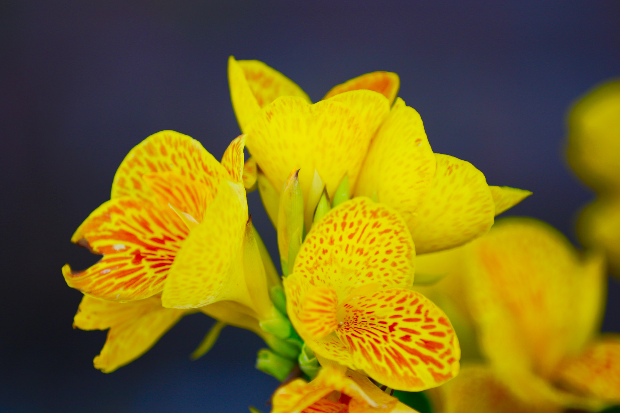 Canon EF 70-200mm F2.8L IS II USM sample photo. Image photography