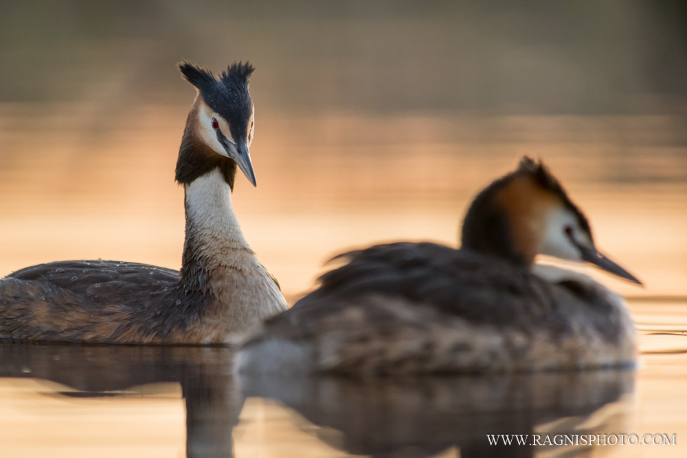Nikon AF-S Nikkor 300mm F2.8G ED VR II sample photo. Grebe couple photography