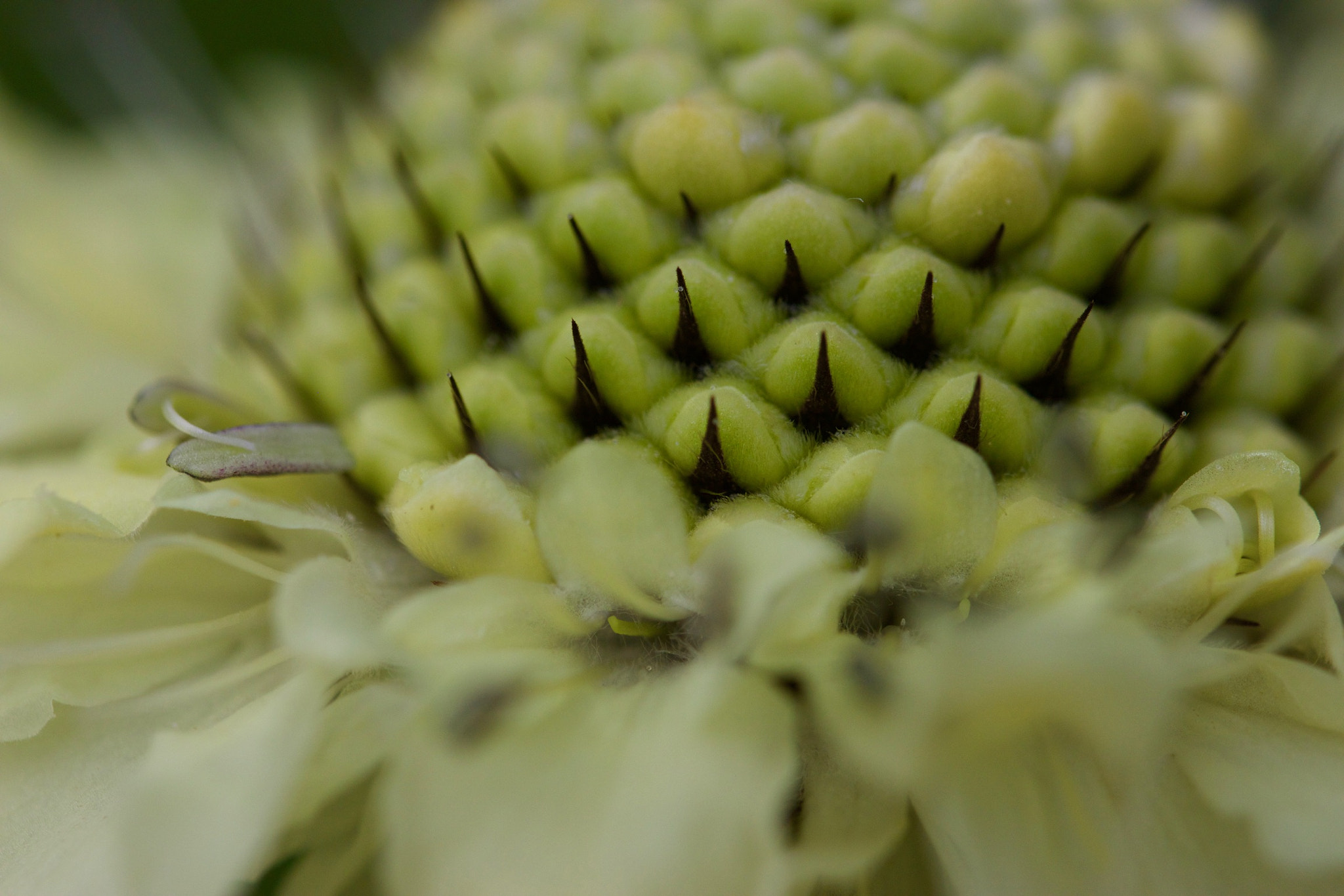 Canon EOS 650D (EOS Rebel T4i / EOS Kiss X6i) + Canon EF 100mm F2.8L Macro IS USM sample photo. Flower photography