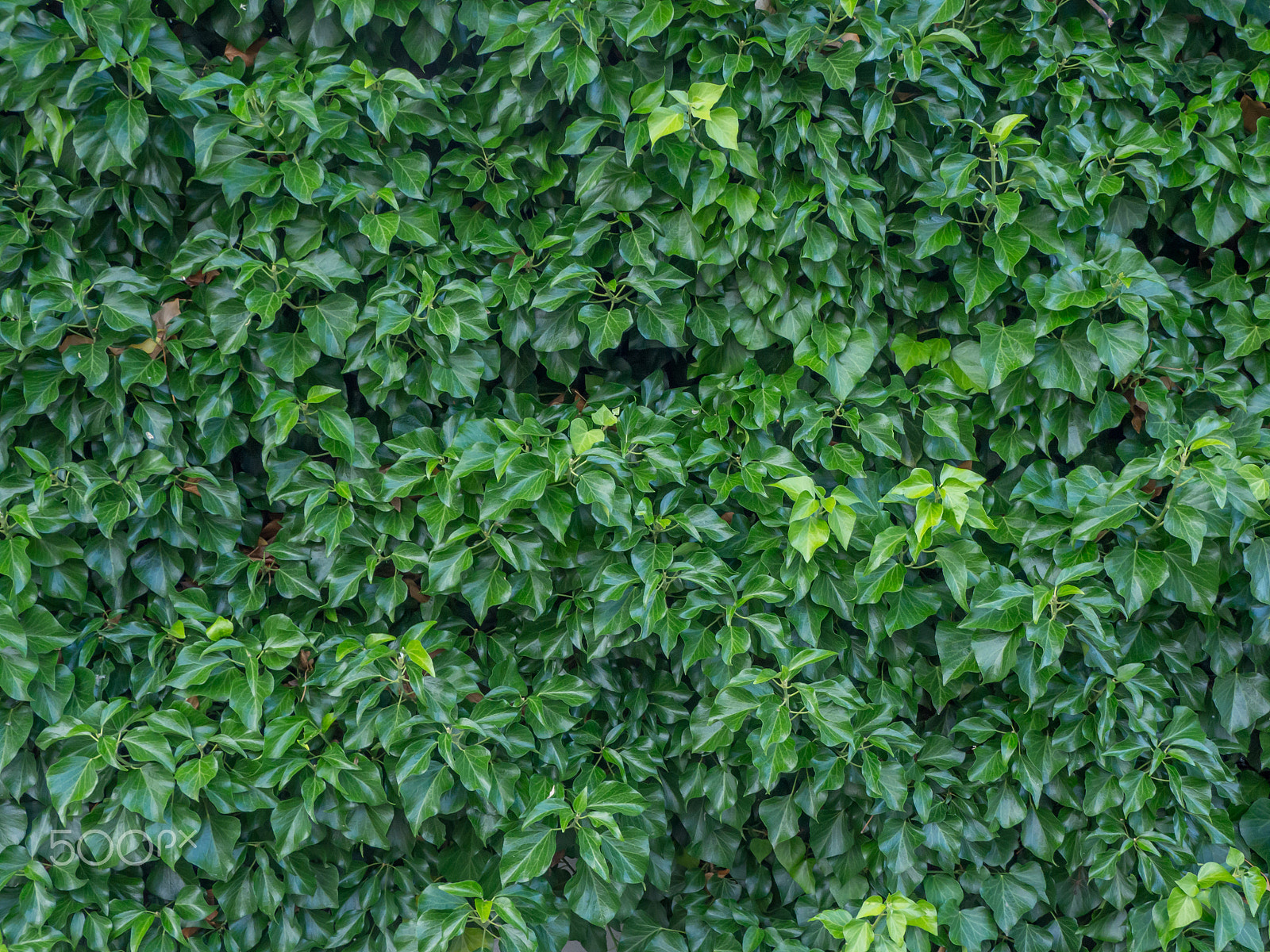 Olympus OM-D E-M10 + OLYMPUS M.12-50mm F3.5-6.3 sample photo. Wall covered with ivy photography