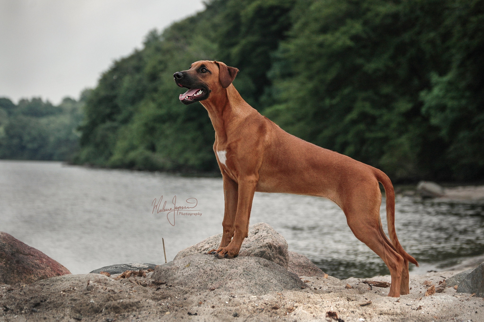 Nikon D70 sample photo. Beach lioness photography
