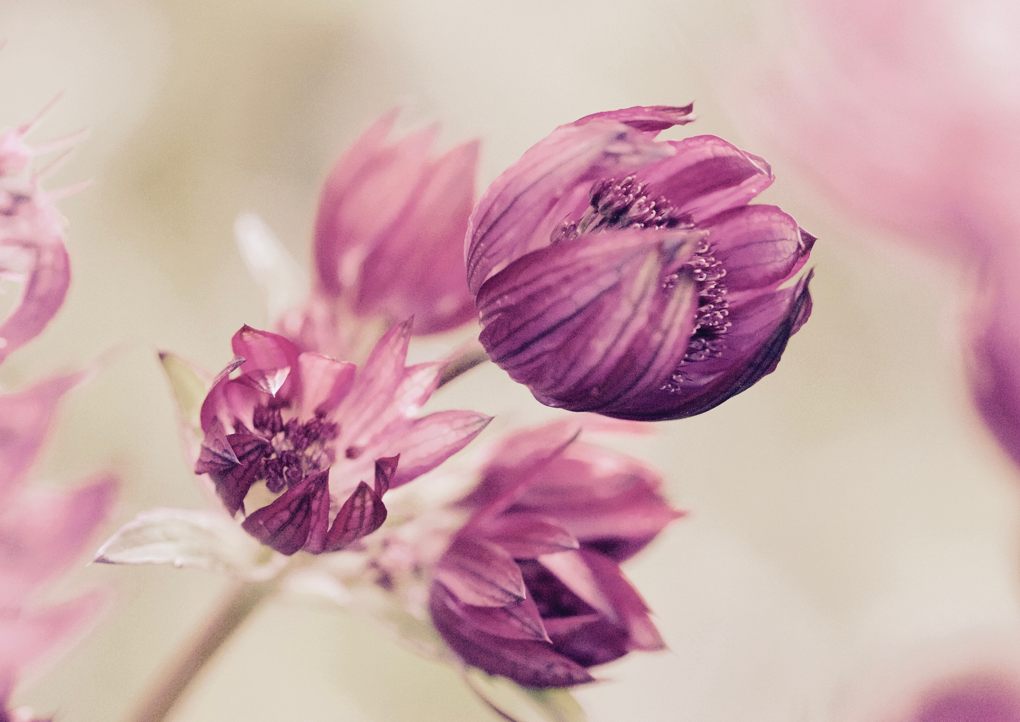 Canon EOS 650D (EOS Rebel T4i / EOS Kiss X6i) + Canon EF 100mm F2.8L Macro IS USM sample photo. Pink flower photography